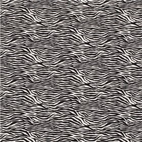 BENGALINE ZEBRA